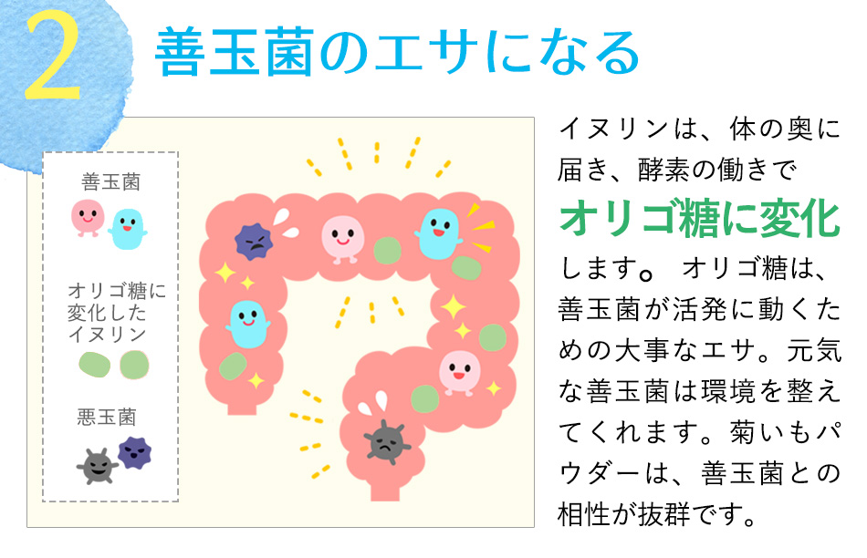 イヌリン効果 赤菊芋パウダー キクイモ粉末 中性脂肪 糖質対策